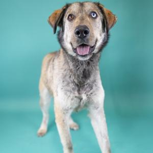 A medium-sized dog with heterochromia (one blue eye, one brown eye) stands against a teal background, panting with its tongue out.