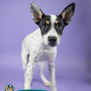 A black and white dog with large ears and brown eyes standing on a purple background.