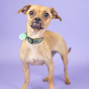 A small brown dog with a green collar standing on a purple background.