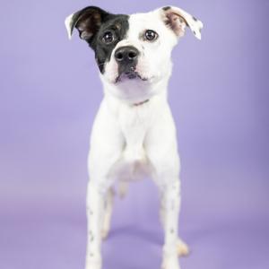 A black and white dog with a white face and black ears standing on a purple background.