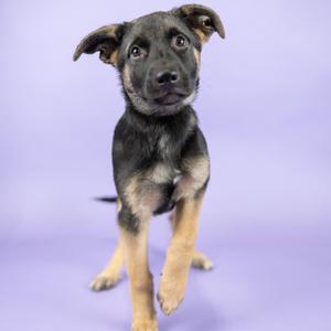 a black and tan puppy standing on a purple background