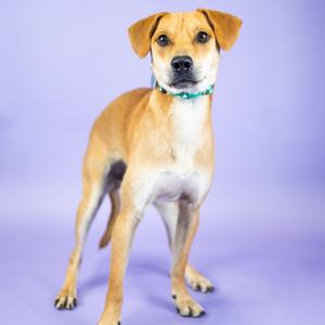A brown and white dog standing on a purple background