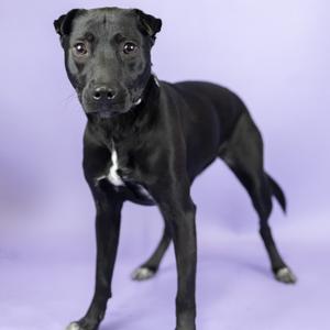 Benji, Mixed Breed (Medium), adult, available for adoption