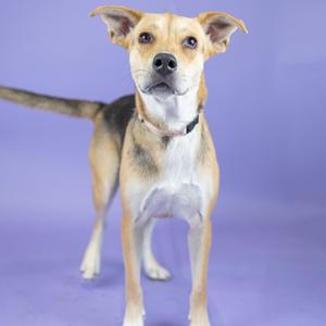 A small dog with a light brown and white coat, standing on a purple background. The dog has perked ears, a black nose, and a collar around its neck.
