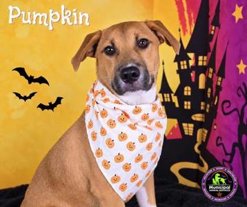 Pumpkin, Feist Mix, young, available for adoption