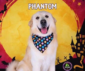 Phantom, Great Pyrenees Mix, young, available for adoption