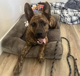 Zeke, German Shepherd Dog, young, available for adoption