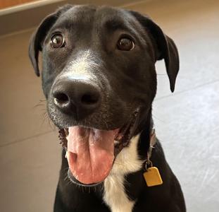 Moxie, Black Labrador Retriever, young, available for adoption