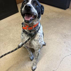 Lucky, Feist / Australian Cattle Dog / Blue Heeler, young, available for adoption