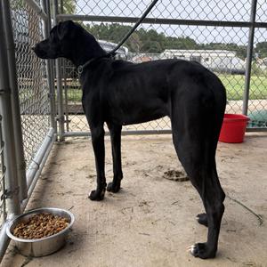 Cookie, Black Labrador Retriever / Great Dane, young, available for adoption