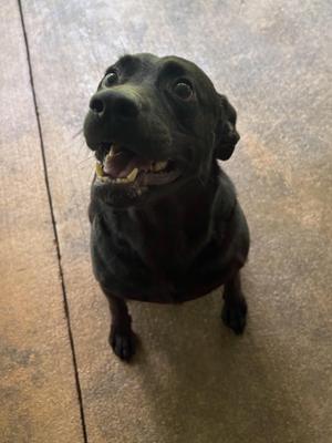 Cole, Black Labrador Retriever, adult, available for adoption