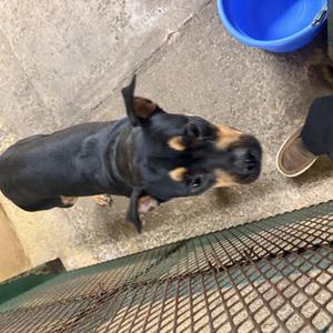 Luna, American Bully, young, available for adoption