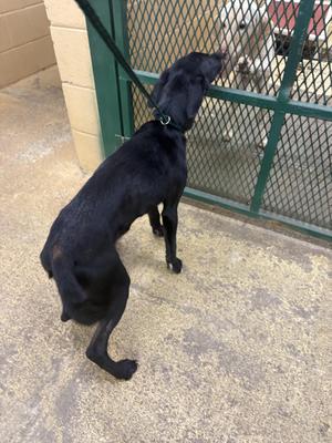 Jamie, Black Labrador Retriever, young, available for adoption