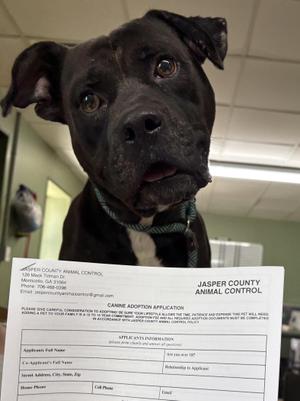 Miller, Pit Bull Terrier, adult, available for adoption