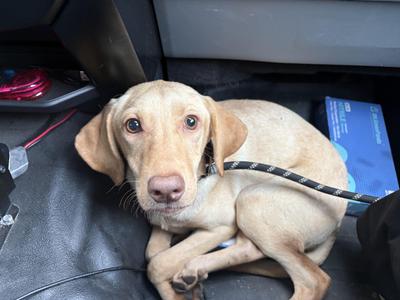Junie, Yellow Labrador Retriever, young, available for adoption