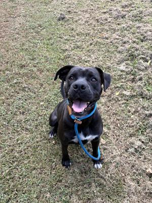 A black dog with a blue collar and leash, sitting on grass and looking up with its tongue out.