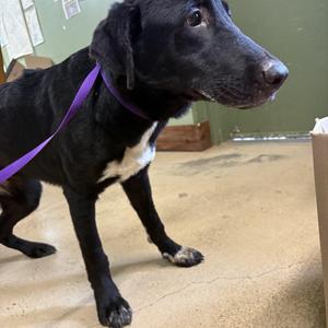 April, Black Labrador Retriever / Hound, young, available for adoption