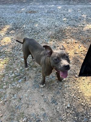 a brown dog standing on a gravel surface