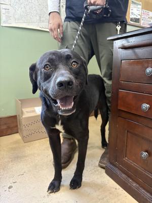 Toby, Black Labrador Retriever, adult, available for adoption
