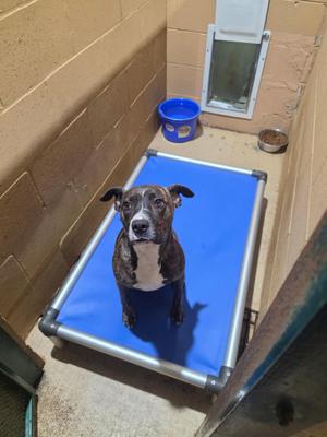Hazel, Plott Hound / Pit Bull Terrier, adult, available for adoption