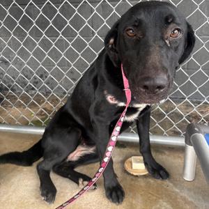 May, Black Labrador Retriever, adult, available for adoption