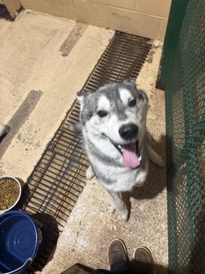 Howie, Husky, adult, available for adoption