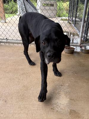 Brutus, Black Labrador Retriever / Hound, adult, available for adoption