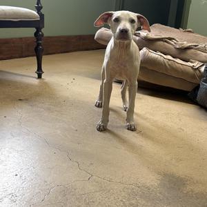 Opie, Pit Bull Terrier / Labrador Retriever, young, available for adoption
