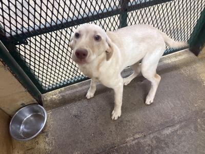 Jess, Yellow Labrador Retriever, young, available for adoption