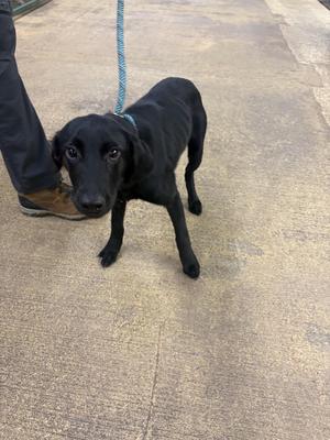 A black dog on a leash standing on a concrete surface, looking at the camera.