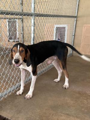 Brag, Black and Tan Coonhound, adult, available for adoption