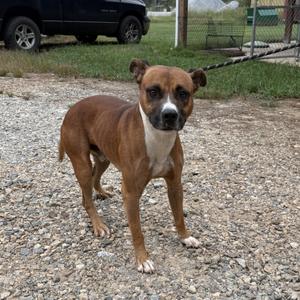 Anikan, Pit Bull Terrier, adult, available for adoption