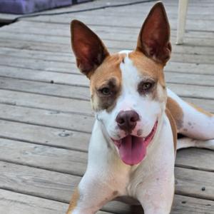 a brown and white dog with perked ears lying on a wooden deck