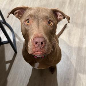 Daisy, Terrier, Pit Bull, adult, available for adoption