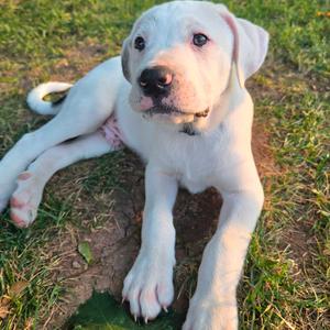 Dipper, Retriever, Labrador, puppy, available for adoption