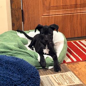 Piper, Mixed Breed (Medium), puppy, available for adoption