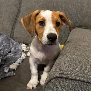 Koda, Terrier, Rat, puppy, available for adoption