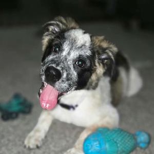 Phoebe, Cattle Dog, puppy, available for adoption