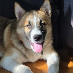 Kilo, Akita, puppy, available for adoption