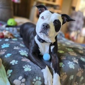 Indy, Terrier, Pit Bull, senior, available for adoption