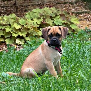 Fig, Pug, puppy, available for adoption