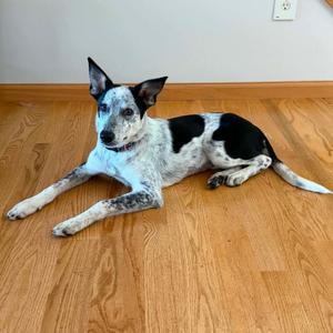 Bree, Mixed Breed (Medium), young, available for adoption