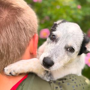Buttercup, Mixed Breed (Medium), puppy, available for adoption