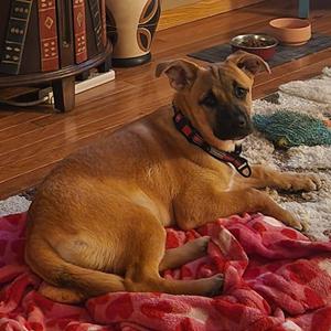 Nia, Mixed Breed (Medium), puppy, available for adoption
