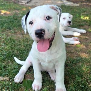 Delaney, Retriever, Labrador, puppy, available for adoption