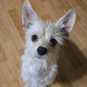 Junie, Terrier, adult, available for adoption