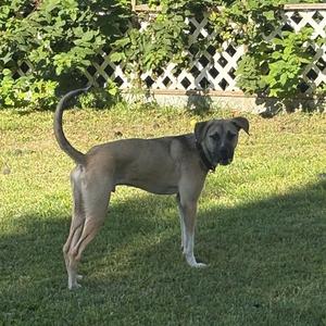 Harley, Shepherd, young, available for adoption