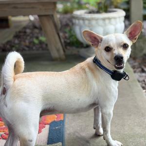 Charlie, Chihuahua, adult, available for adoption