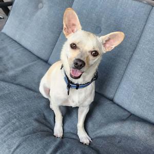 Charlie, Chihuahua, adult, available for adoption