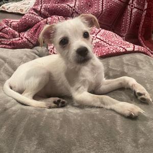 A small white dog with floppy ears lying on a gray blanket, with a red patterned blanket in the background.